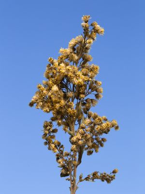 FLORES SECAS E CÉU AZUL