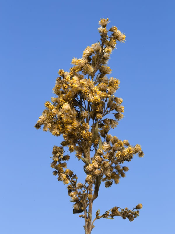 FLORES SECAS E CÉU AZUL