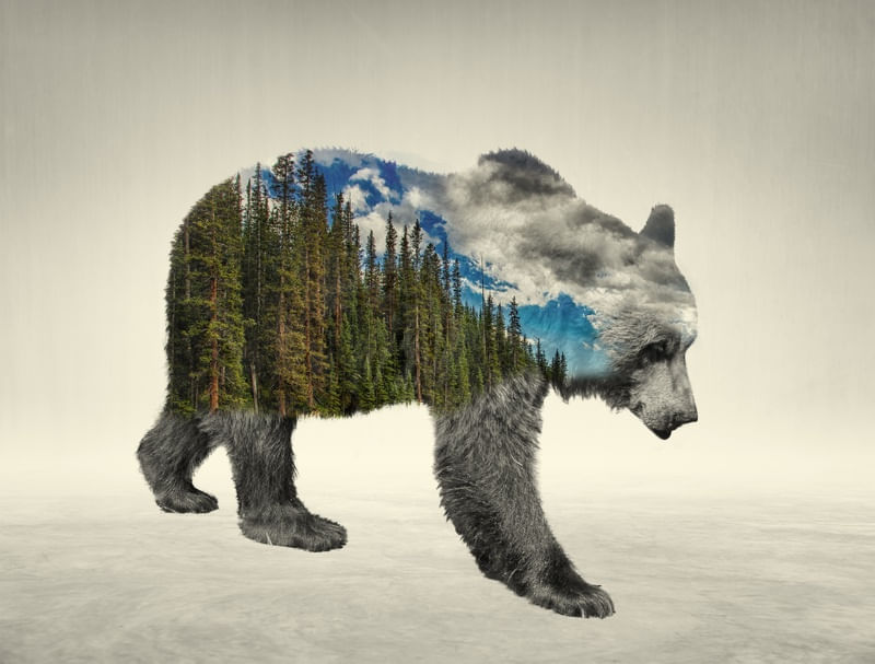 BEAR 01