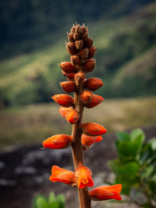 FLORES DA MONTANHA