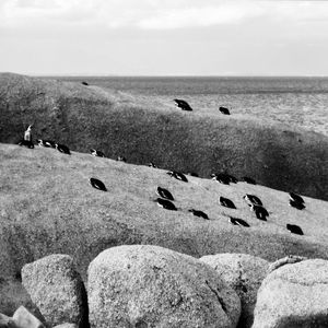 PINGUINS EM BOULDERS BEACH