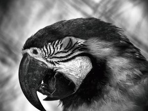 ARARA PRETO E BRANCO