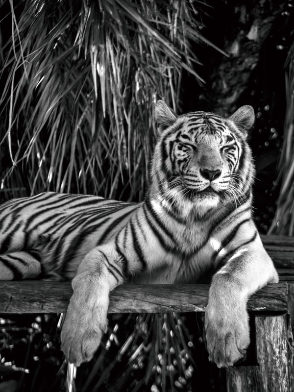 TIGRE RELAXADO