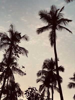 COQUEIROO 3/3