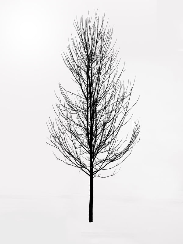 MINIMALISMO | RETRATO