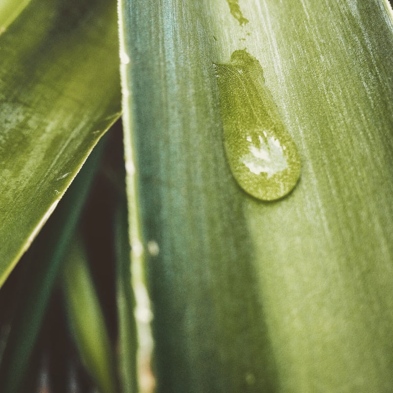 DROP ON LEAF 01
