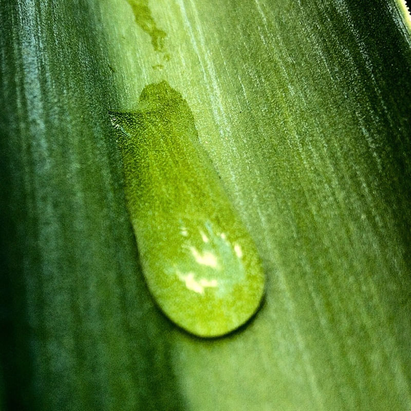 DROP ON LEAF 02