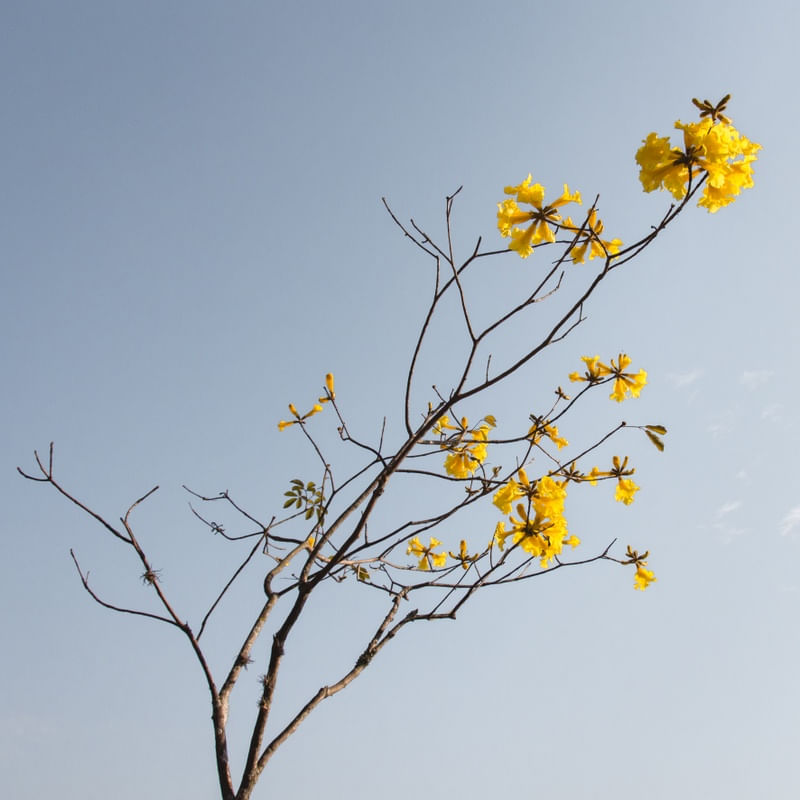 COLEÇÃO CORES - FLOR AMARELA