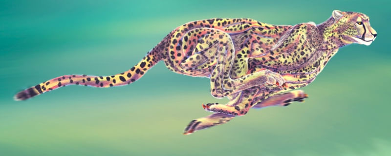 A CHEETAH
