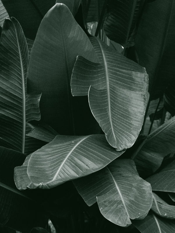FOLHAS TROPICAIS VERDES I