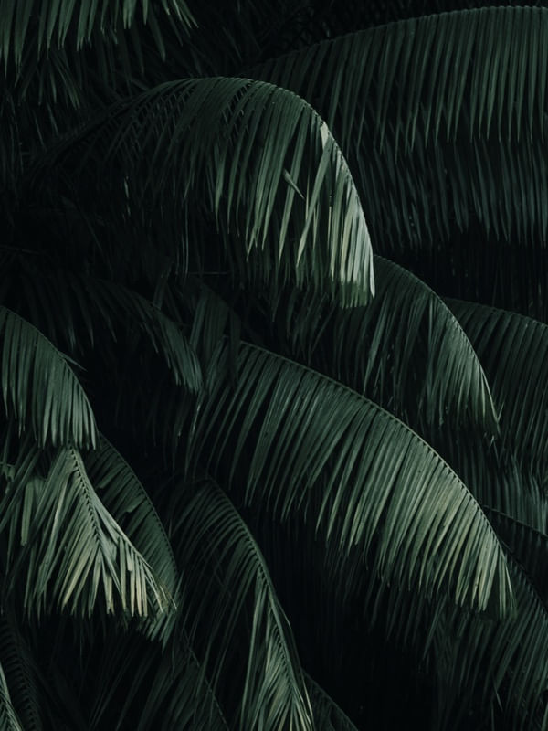 FOLHAS TROPICAIS VERDES III