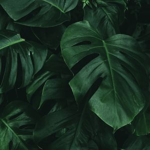 FOLHAS TROPICAIS VERDES IX
