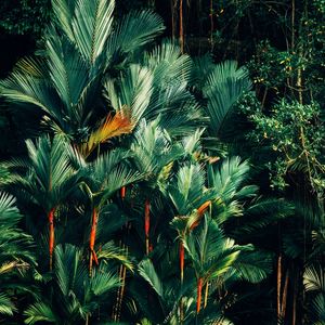 FOLHAS TROPICAIS VERDES XI