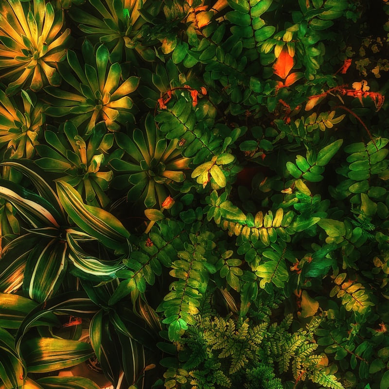 FOLHAS TROPICAIS VERDES XII