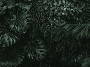 FOLHAS TROPICAIS VERDES XIII