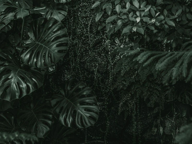 FOLHAS TROPICAIS VERDES XIII