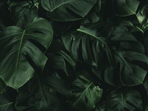 FOLHAS TROPICAIS VERDES XV