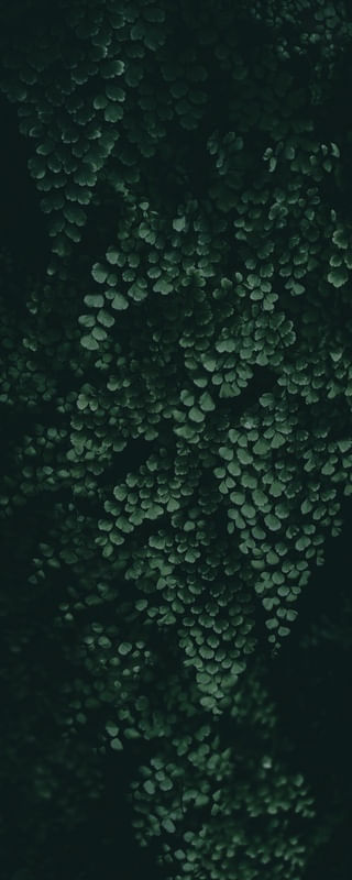 FOLHAS TROPICAIS VERDES XX