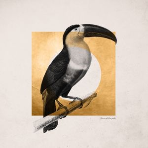 PÁSSARO TUCANO
