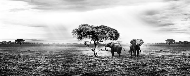 AFRICANA ELEFANTE - PANORÁMICO