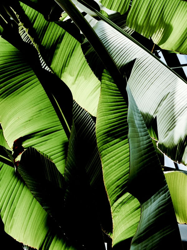 TROPICAL BRASIL | DÍPTICO 2