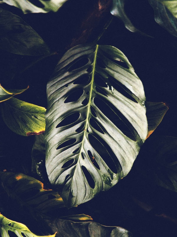 TROPICAL BRASIL | TRÍPTICO 2