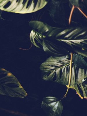 TROPICAL BRASIL | TRÍPTICO 3