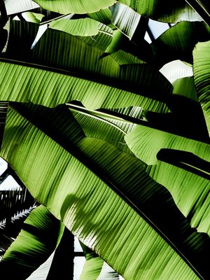 TROPICAL BRASIL | DÍPTICO 1