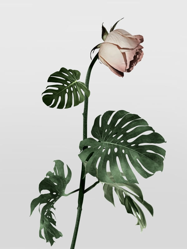 NATURALMENTE MULHER | ROSA 1