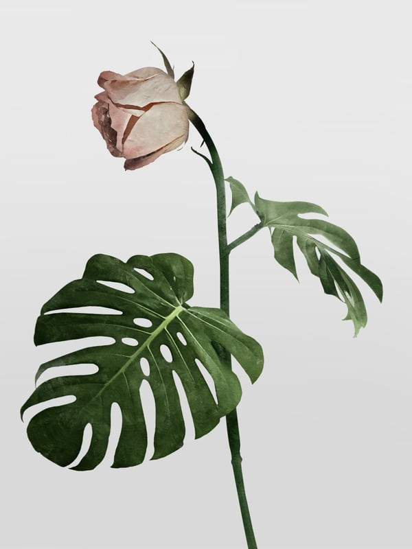 NATURALMENTE MULHER | ROSA 2