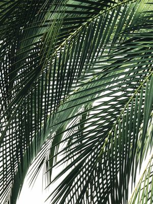 FOLHAS TROPICAIS VERDES XXX