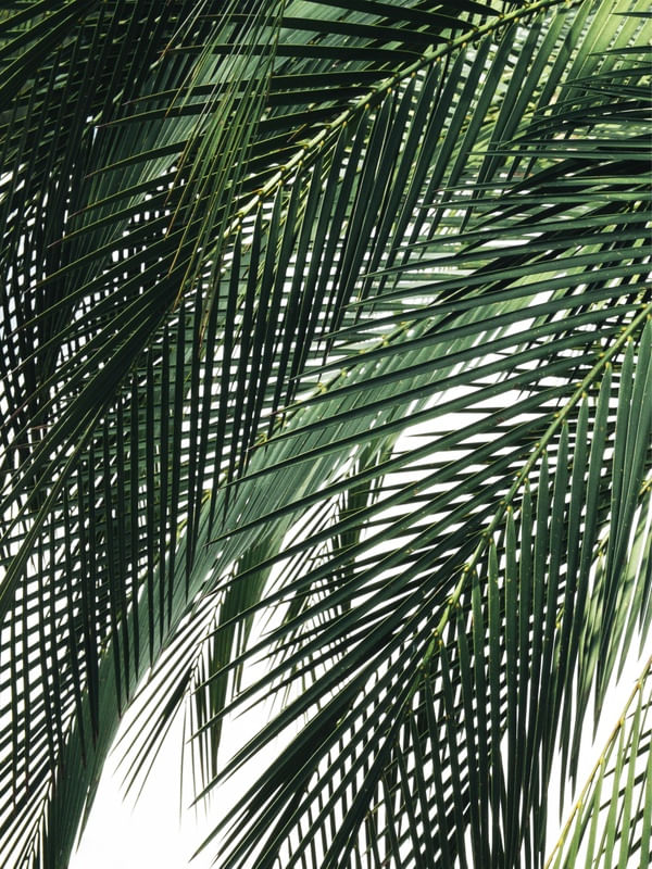 FOLHAS TROPICAIS VERDES XXX