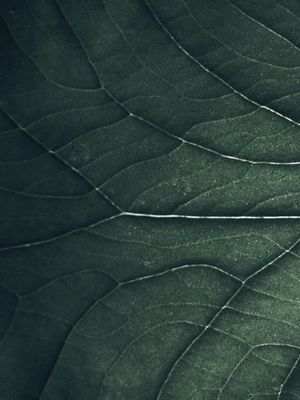 FOLHAS TROPICAIS VERDES II | DÍPTICO LADO A