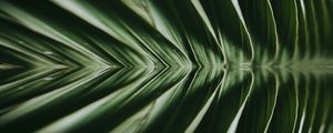 FOLHAS TROPICAIS VERDES XXXI