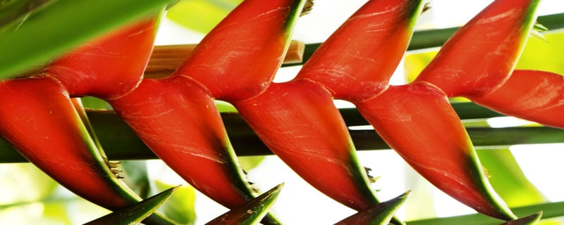 FOLHAS TROPICAIS VERDES XXXIII