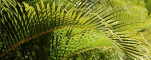 FOLHAS TROPICAIS VERDES XXXVII