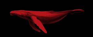 RED | BALEIA