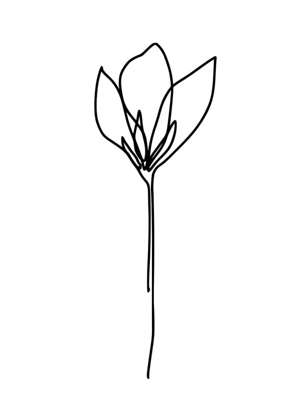 TRAÇOS DE FLORES