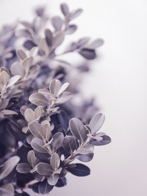 COLEÇÃO FOLHAGENS - LAVANDA