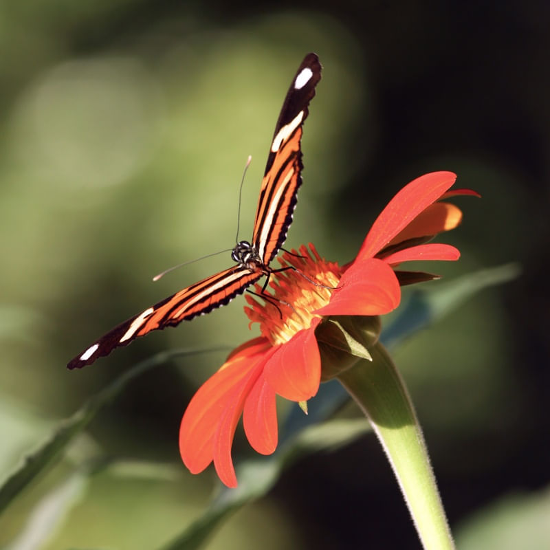 BORBOLETA LARANJA