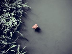 FLOR DA SOLITUDE