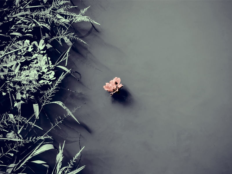 FLOR DA SOLITUDE