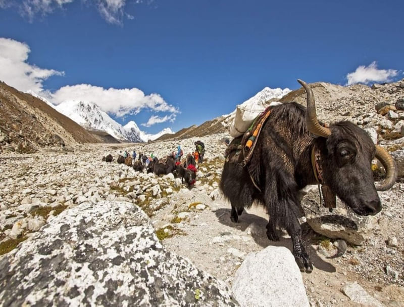 YAKS DOS HIMALAYAS POR ANA VICTORERO