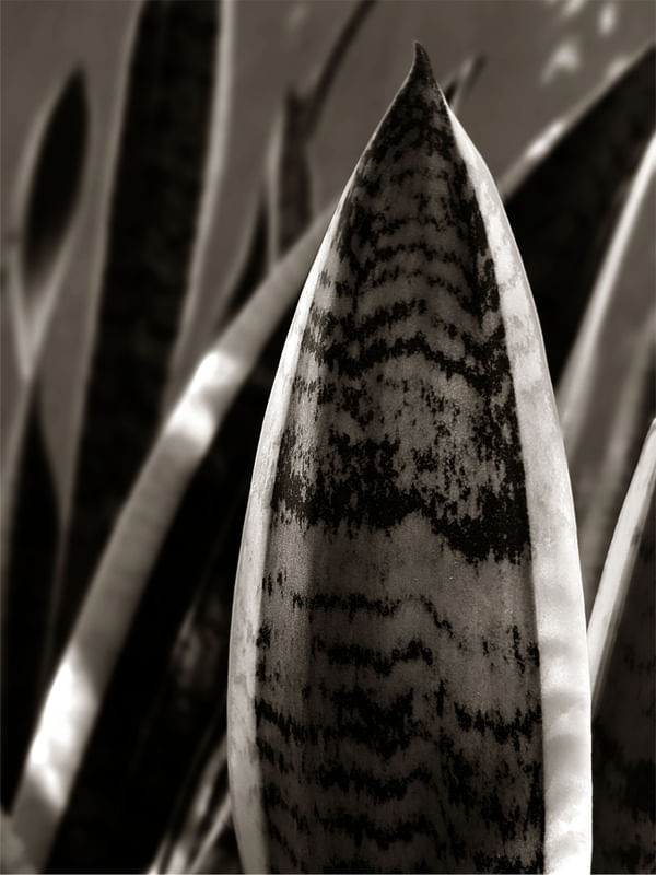 NATUREZA 7 - DV
