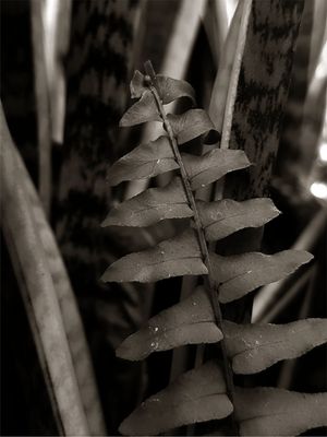 NATUREZA 9 - DV