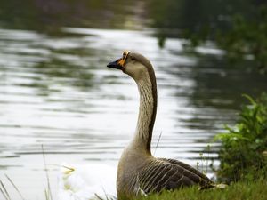 PATO NO LAGO DO PARQUE