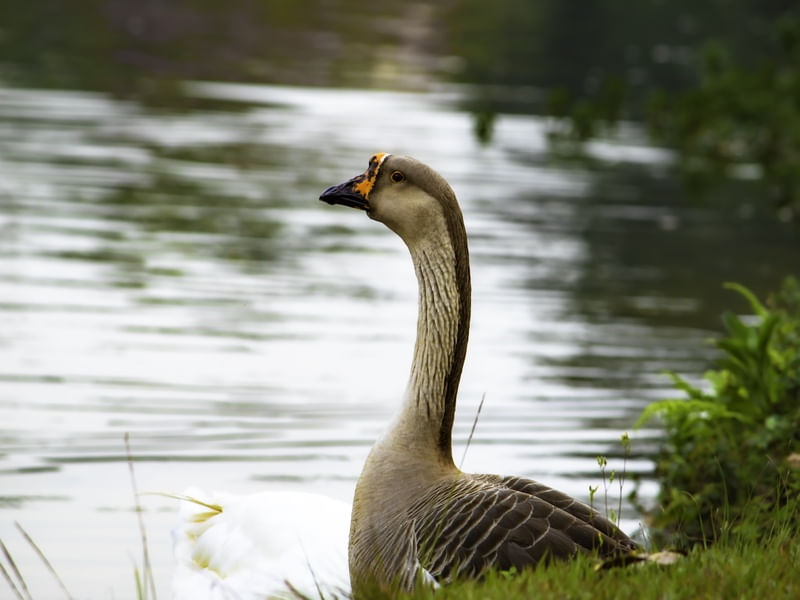 PATO NO LAGO DO PARQUE