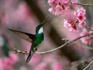 VOO DO BEIJA-FLOR