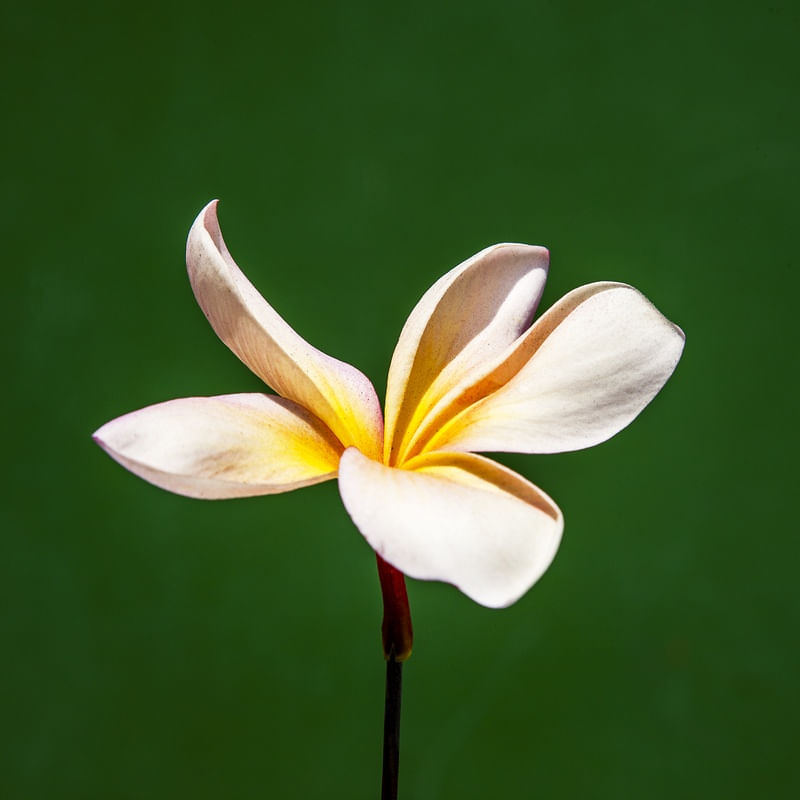 FLOR EM FUNDO VERDE 2