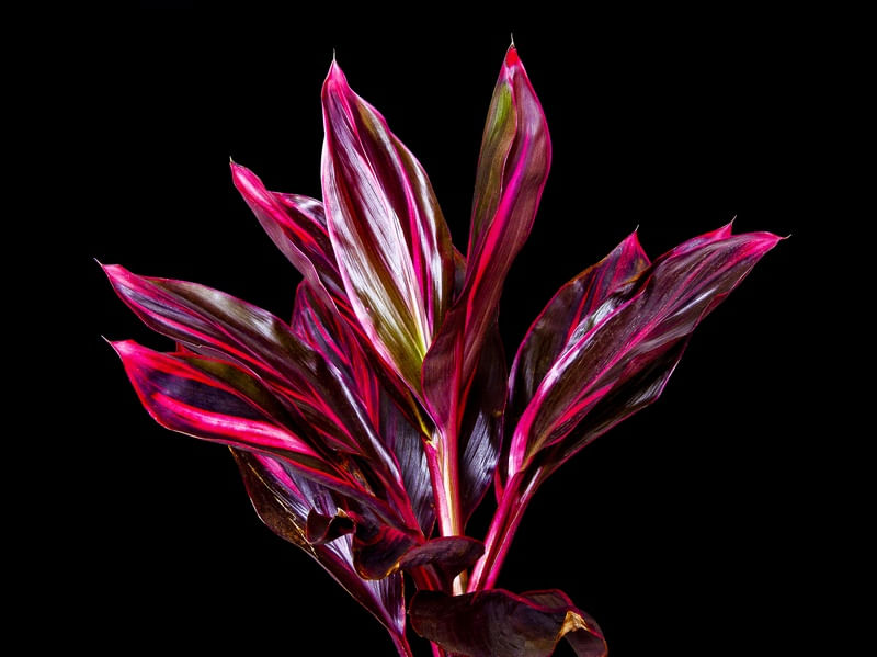 DRACENA VERMELHA